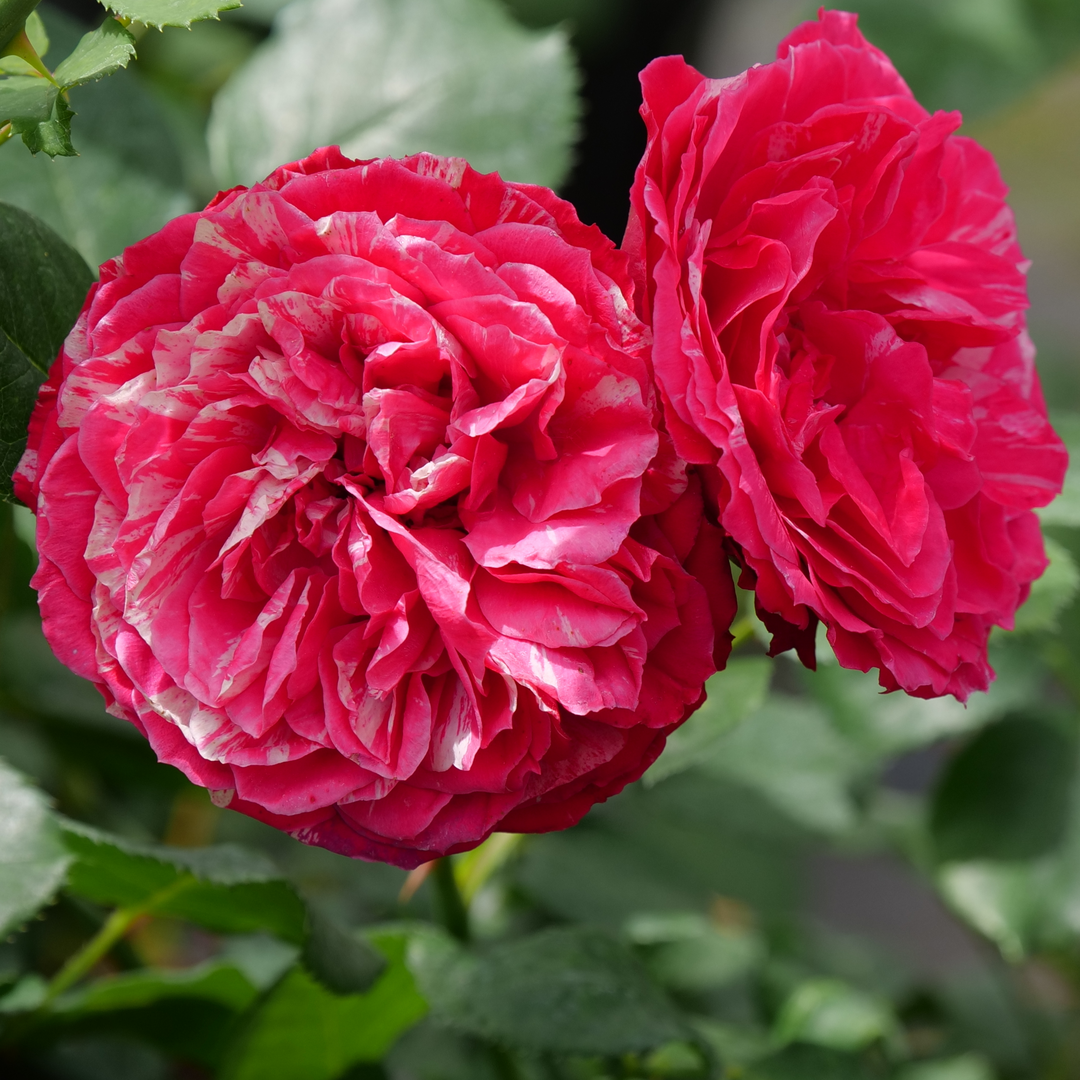 Oso Easy Red Stripe Oso Easy Red Stripe Landscape rose up close.