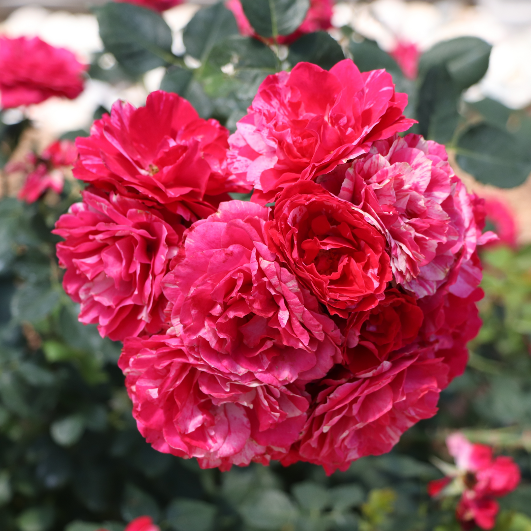 Oso Easy Red Stripe Oso Easy Red Stripe Landscape rose up close.