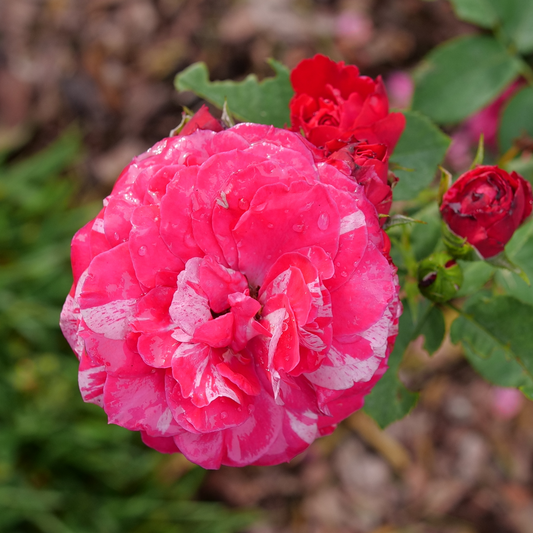 Oso Easy Red Stripe Oso Easy Red Stripe Landscape rose up close.