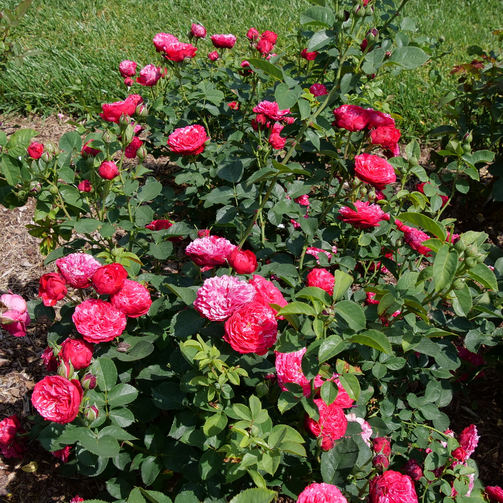 Oso Easy Red Stripe Oso Easy Red Stripe Landscape rose in focus.