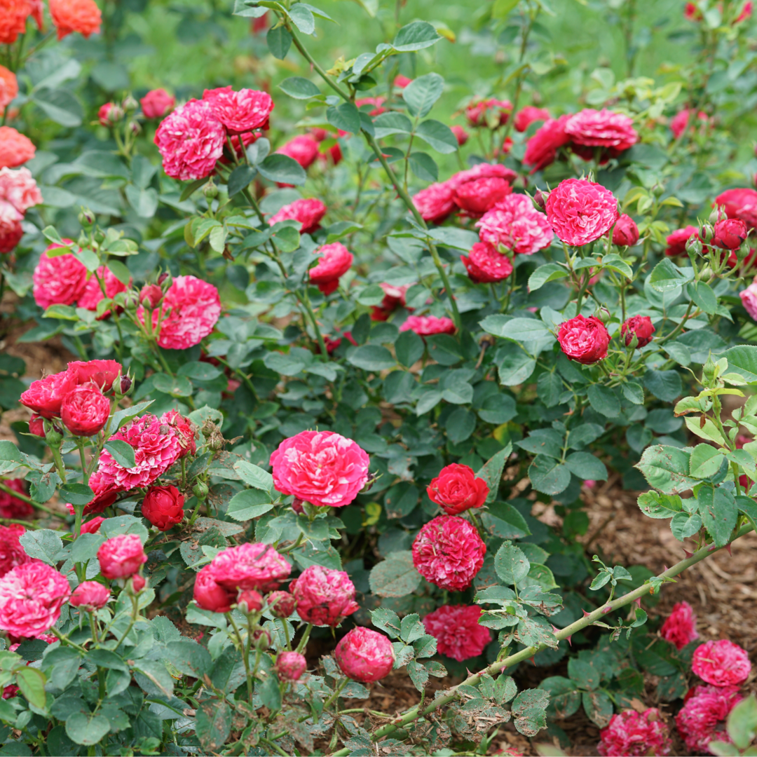 Oso Easy Red Stripe Oso Easy Red Stripe Landscape rose in focus.