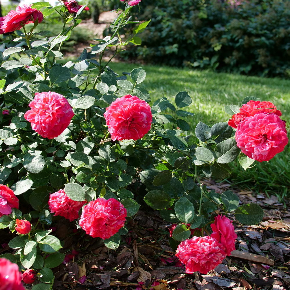 Oso Easy Red Stripe Oso Easy Red Stripe Landscape rose in focus.