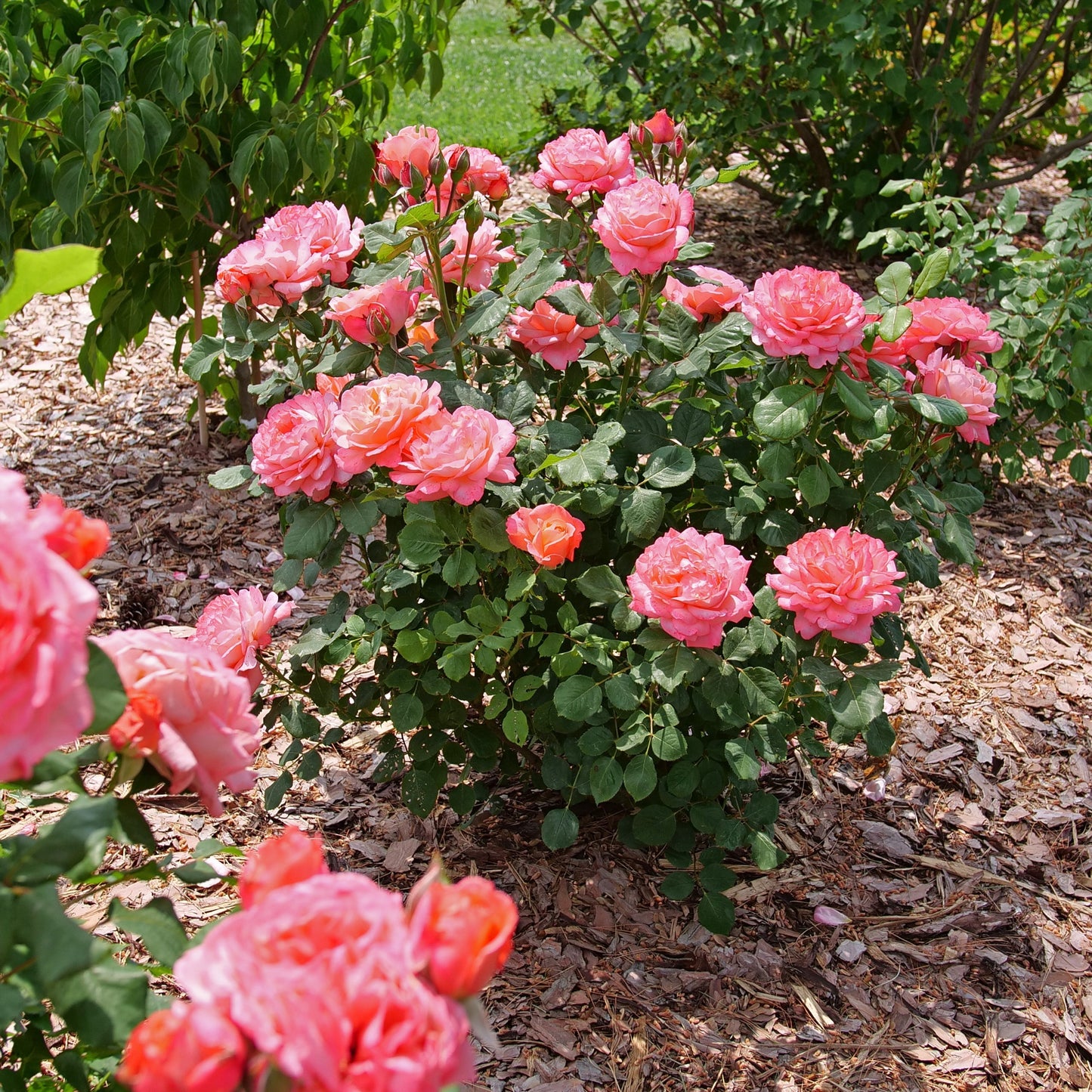 Reminiscent Coral Reminiscent Coral Rose in use.