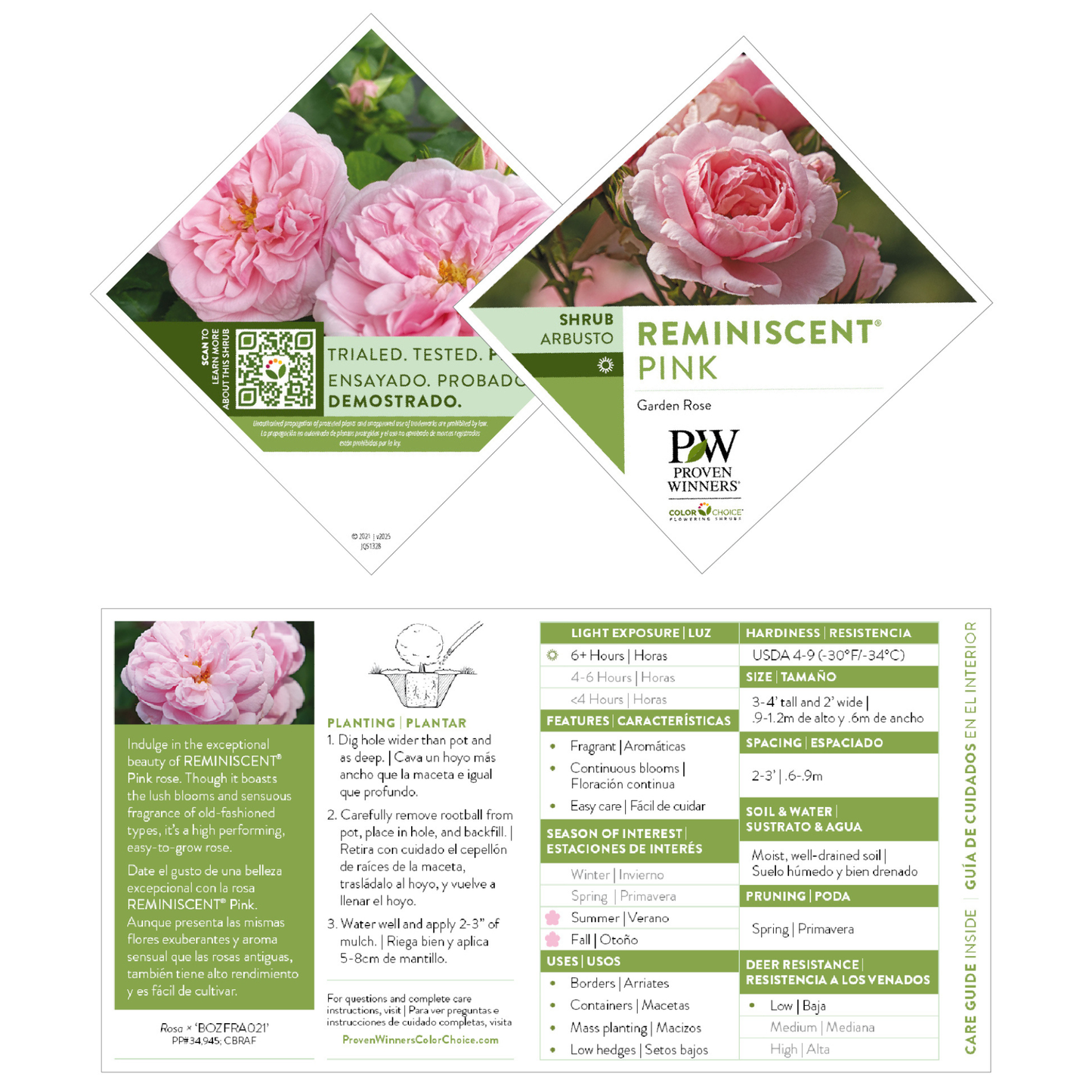 Reminiscent® Pink Rose