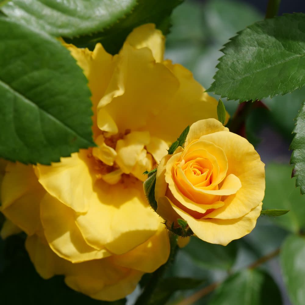 Reminiscent® Yellow Garden Rose (Rosa hybrid) | Proven Winners® New Variety 2025
