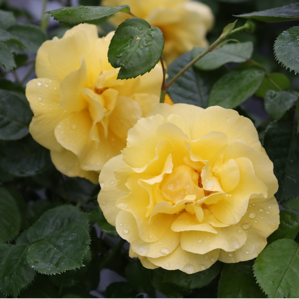 Reminiscent Yellow Reminiscent Yellow Garden Rose up close.