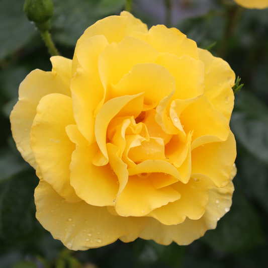Reminiscent Yellow Reminiscent Yellow Garden Rose up close.