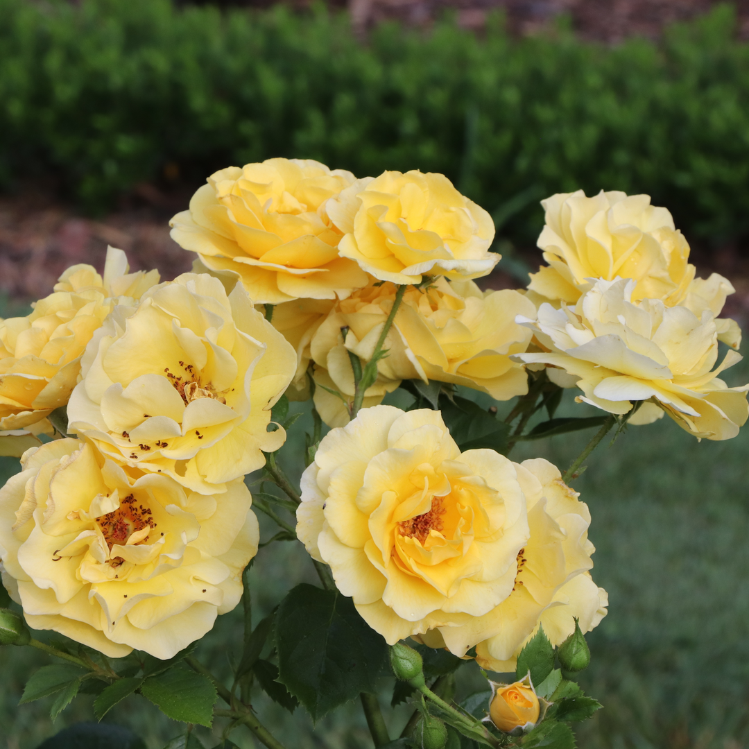 Reminiscent Yellow Reminiscent Yellow Garden Rose in focus.