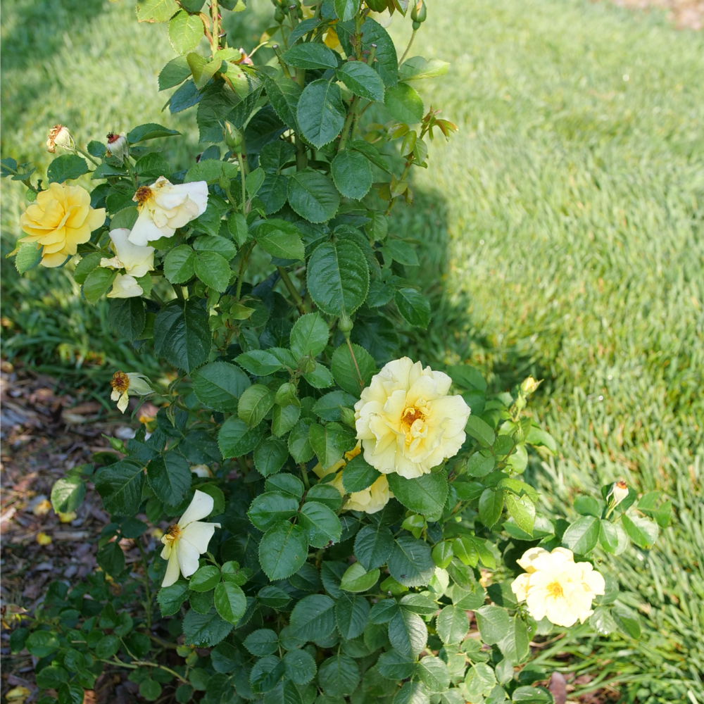 Reminiscent Yellow Reminiscent Yellow Garden Rose in focus.