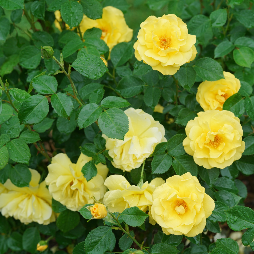 Reminiscent Yellow Reminiscent Yellow Garden Rose in focus.
