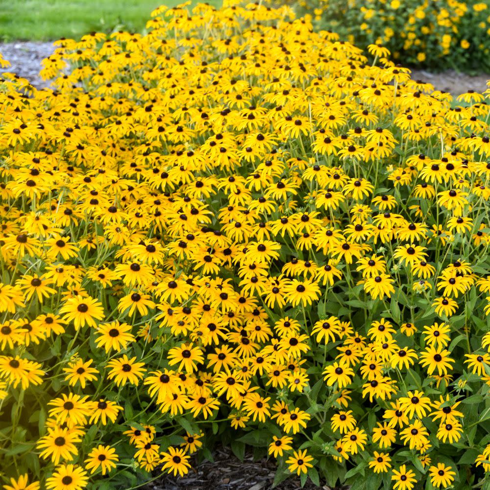 'Treasure Trove' Black-eyed Susan (Rudbeckia hybrid) | Proven Winners® New Variety 2026