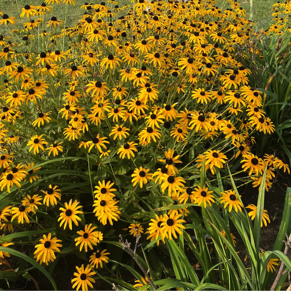'Treasure Trove' Black-eyed Susan (Rudbeckia hybrid) | Proven Winners® New Variety 2026