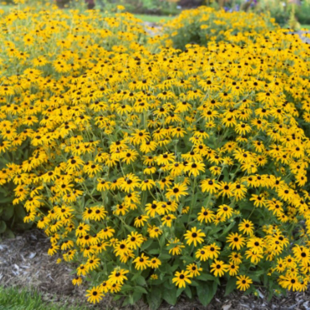 'Treasure Trove' Black-eyed Susan (Rudbeckia hybrid) | Proven Winners® New Variety 2026
