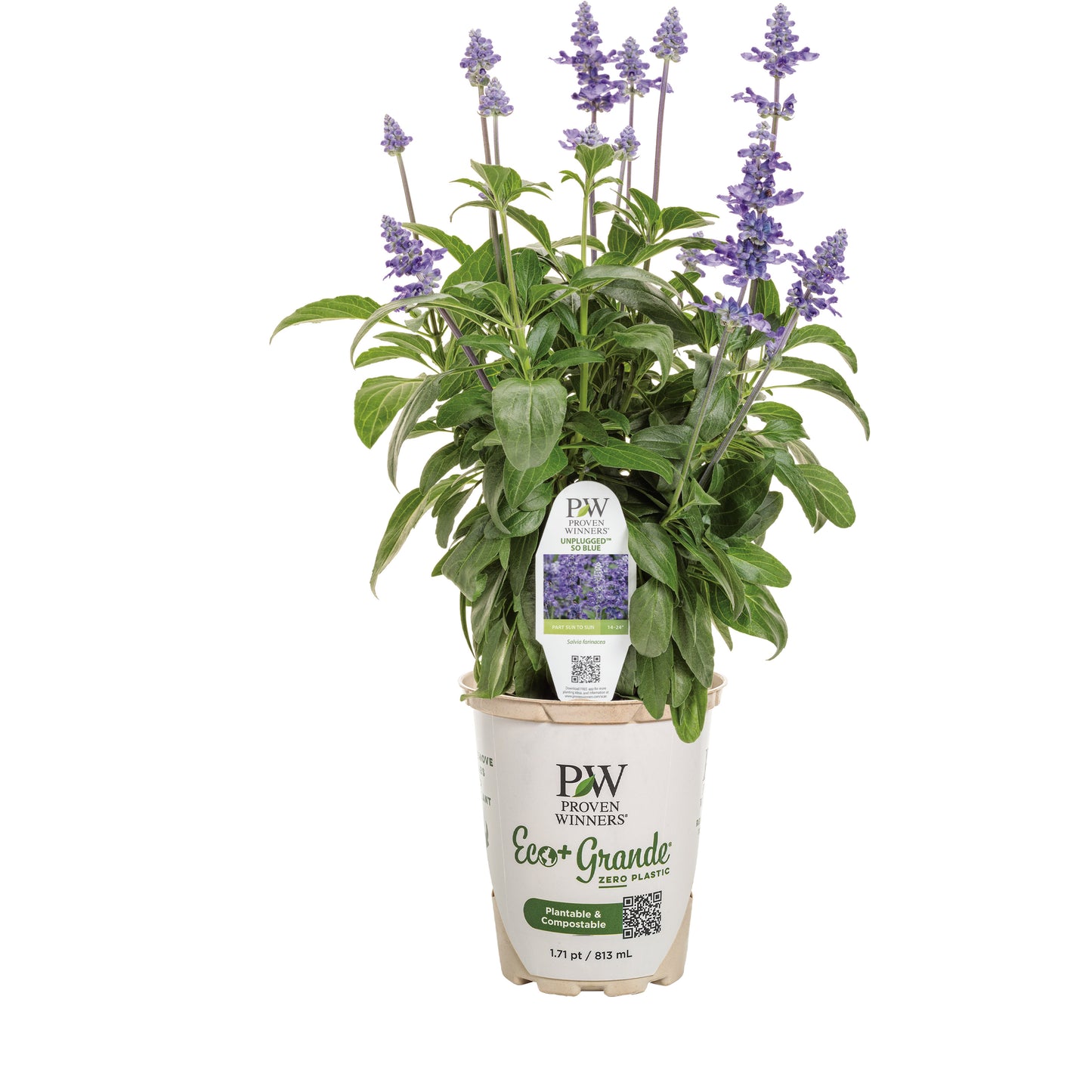 Unplugged® So Blue™ Mealycup Sage (Salvia farinacea)