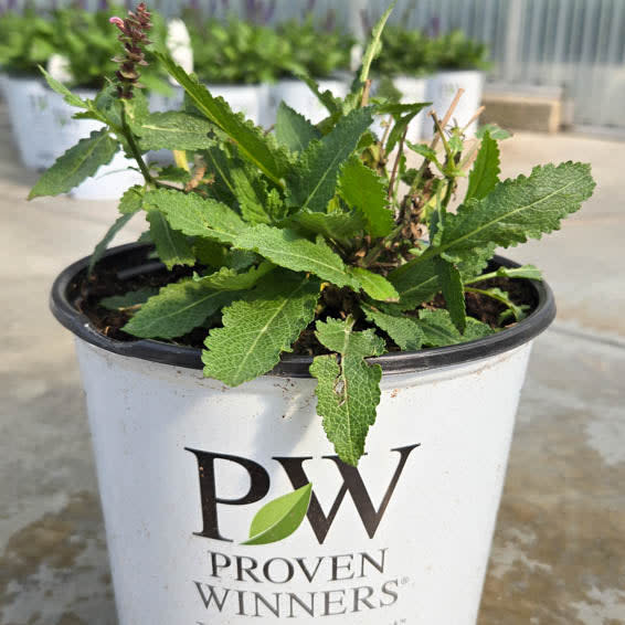 'Pink Profusion' 'Pink Profusion' Perennial Salvia in dormancy.