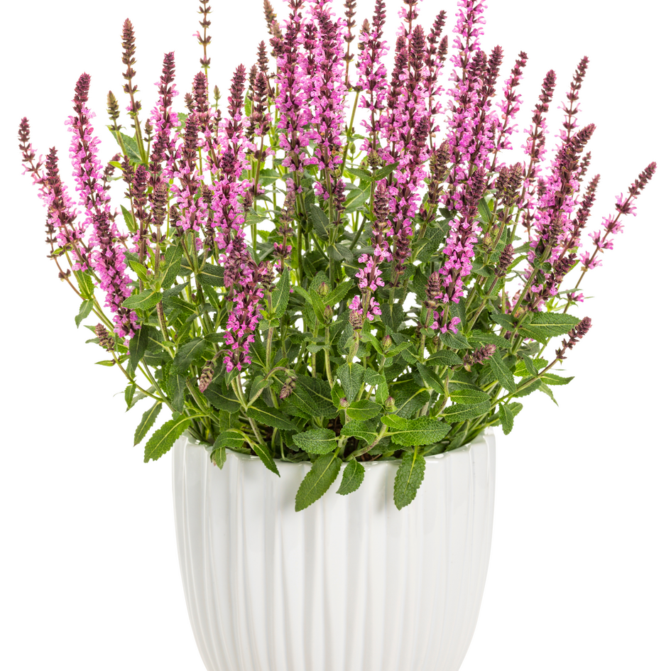 'Pink Profusion' Perennial Salvia in use.