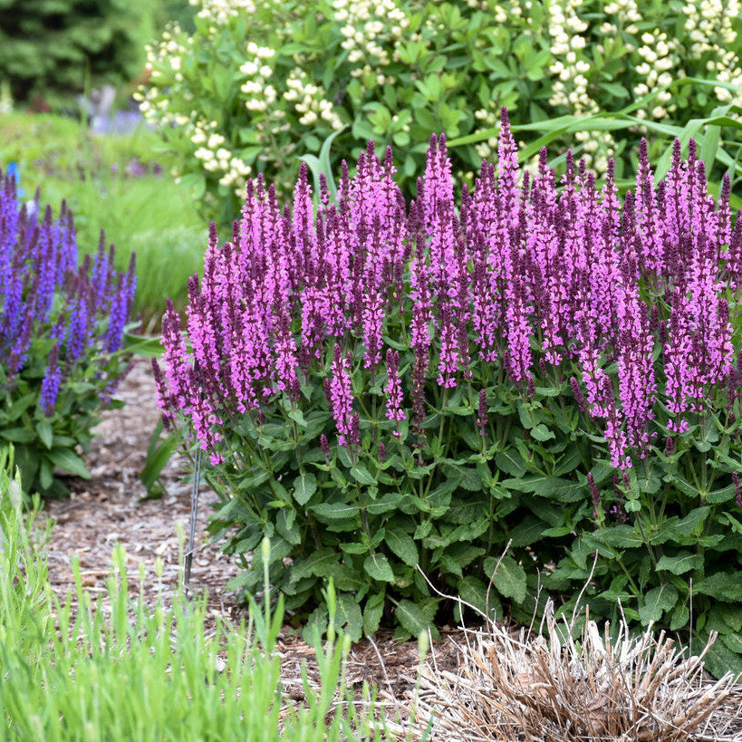 'Pink Profusion' Perennial Salvia in use.