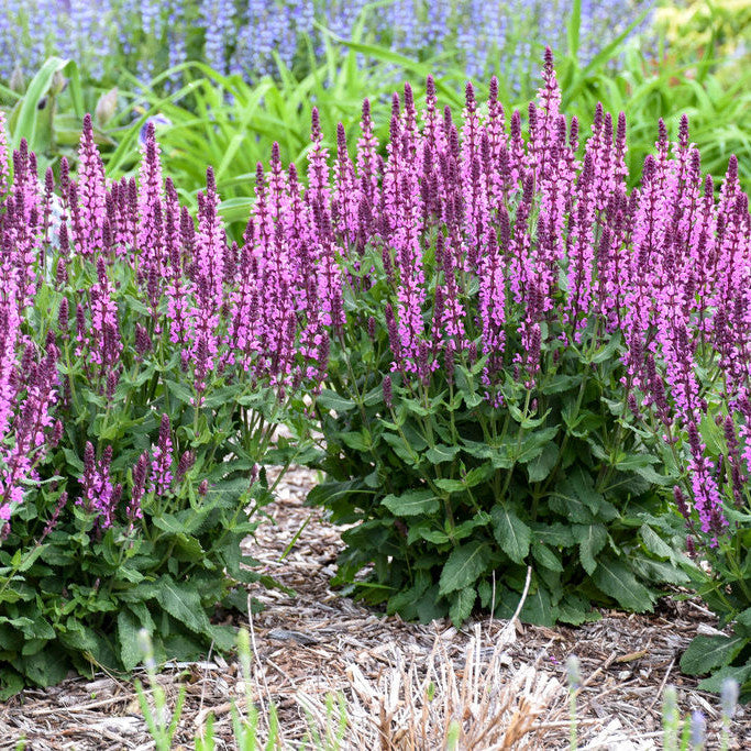 'Pink Profusion' Perennial Salvia in use.