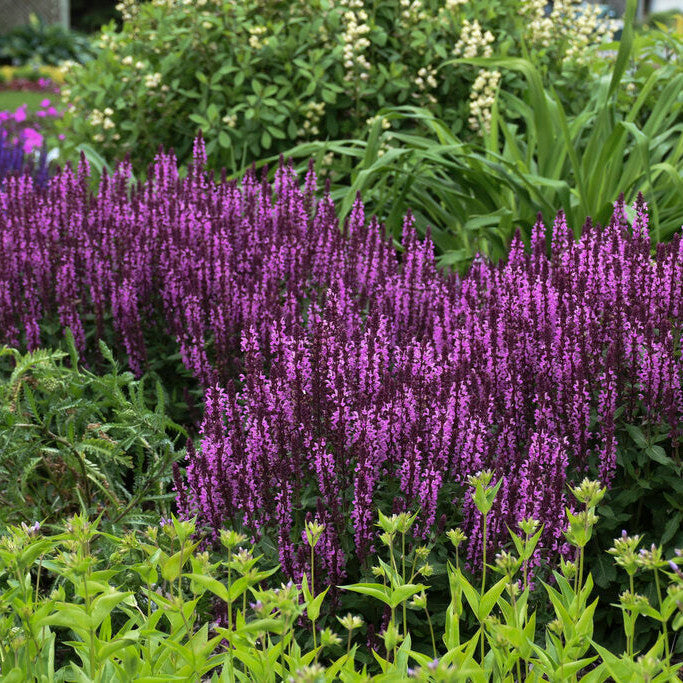 'Pink Profusion' Perennial Salvia in use.