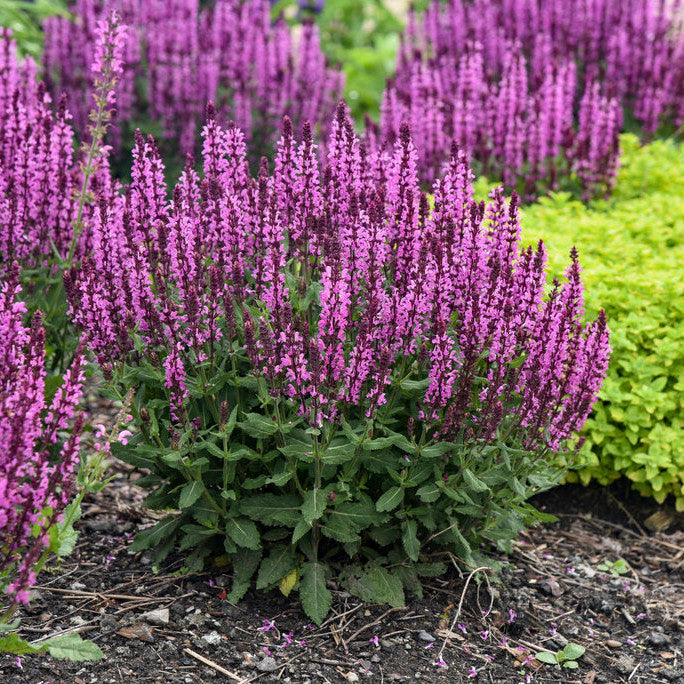 'Pink Profusion' Perennial Salvia in use.