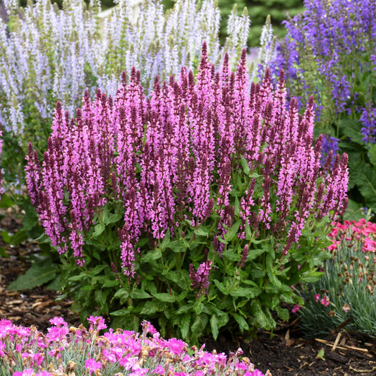 'Pink Profusion' Perennial Salvia close up.