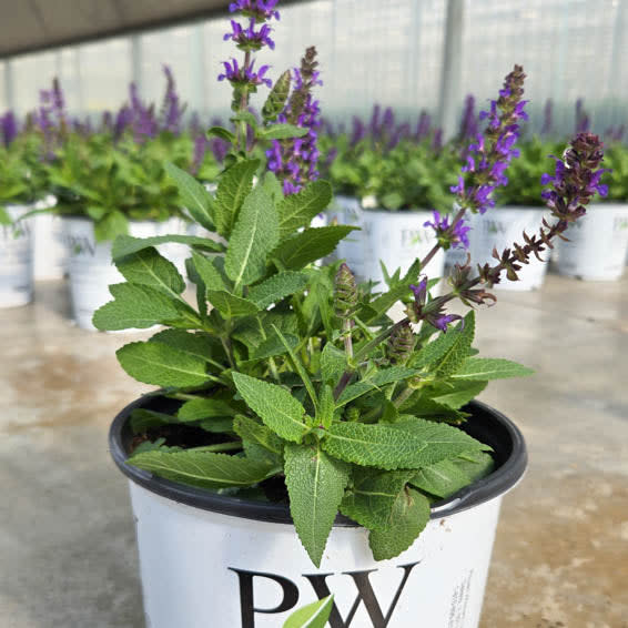 'Violet Profusion' 'Violet Profusion' Perennial Salvia in use.