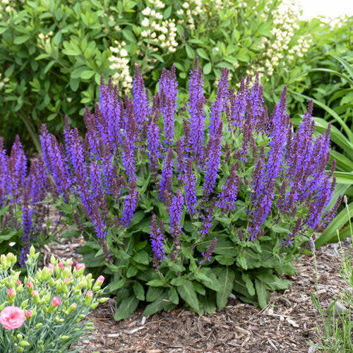 'Violet Profusion' Perennial Salvia in use.