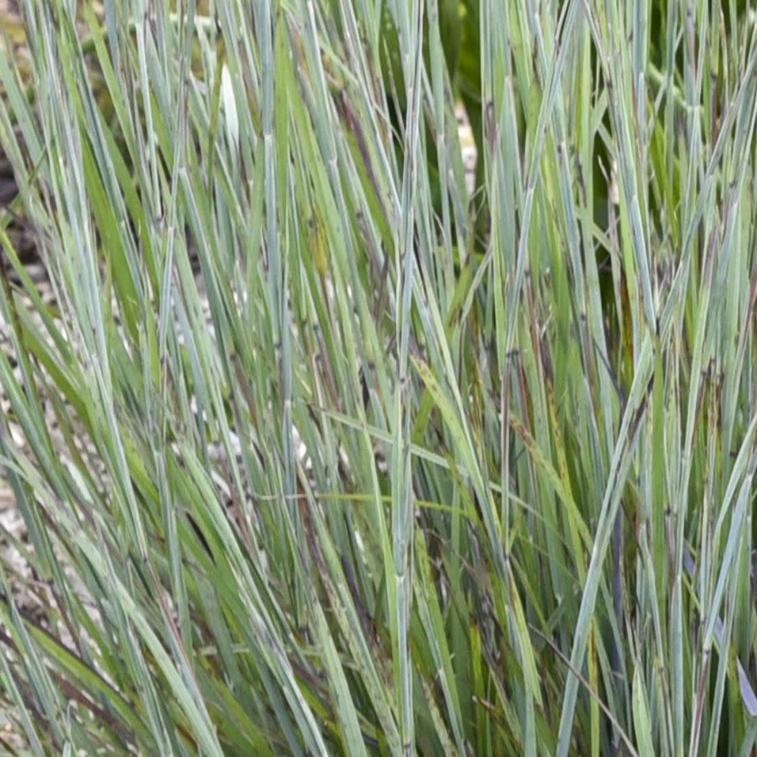 Prairie Winds® 'Brush Strokes' Little Bluestem (Schizachyrium scoparium) | Proven Winners® New Variety 2025