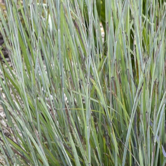 Prairie Winds® 'Brush Strokes' Little Bluestem (Schizachyrium scoparium) | Proven Winners® New Variety 2025