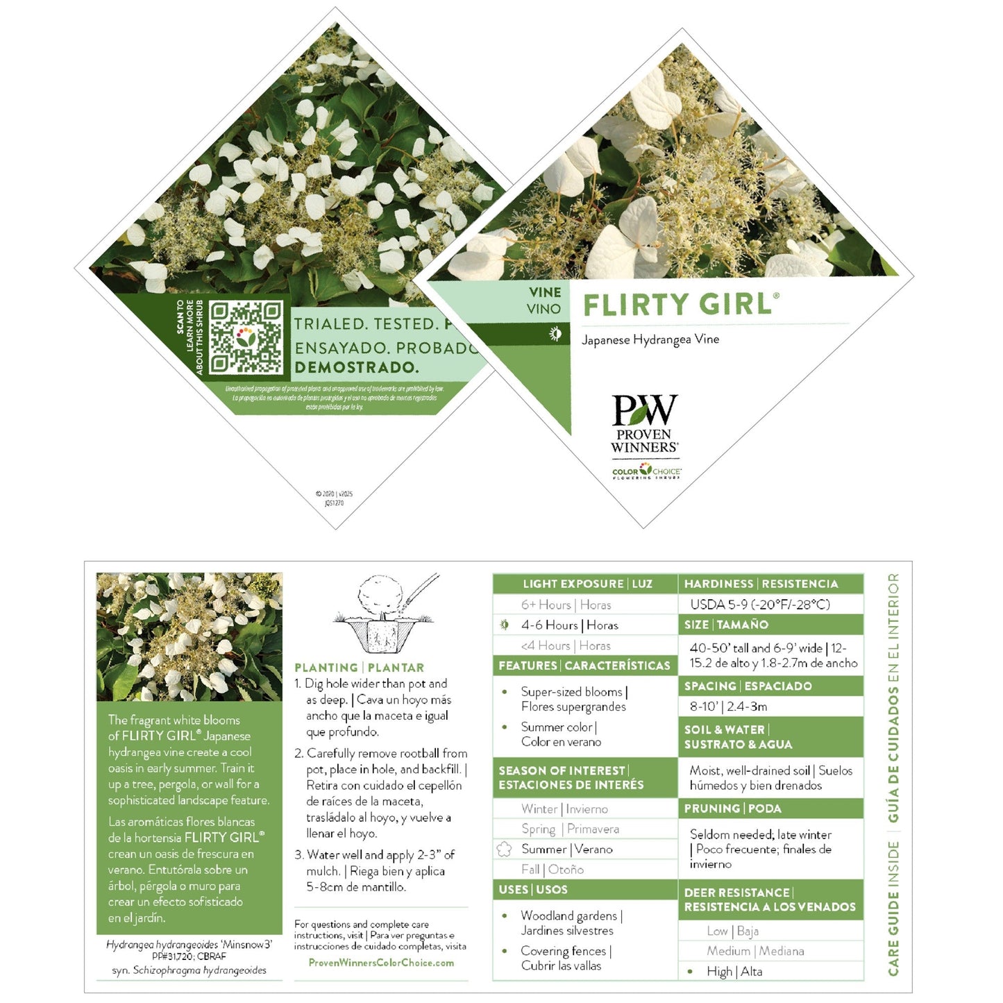 Flirty Girl® False Hydrangea-Vine (Schizophragma hydrangeoides)