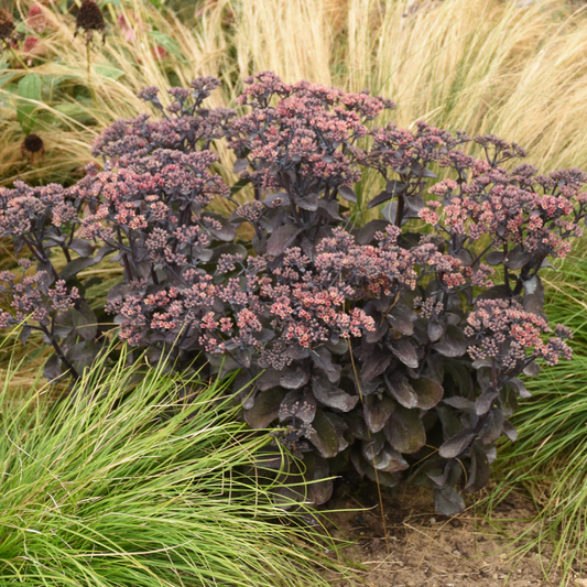 Rock 'N Grow 'Back in Black' Stonecrop in use.