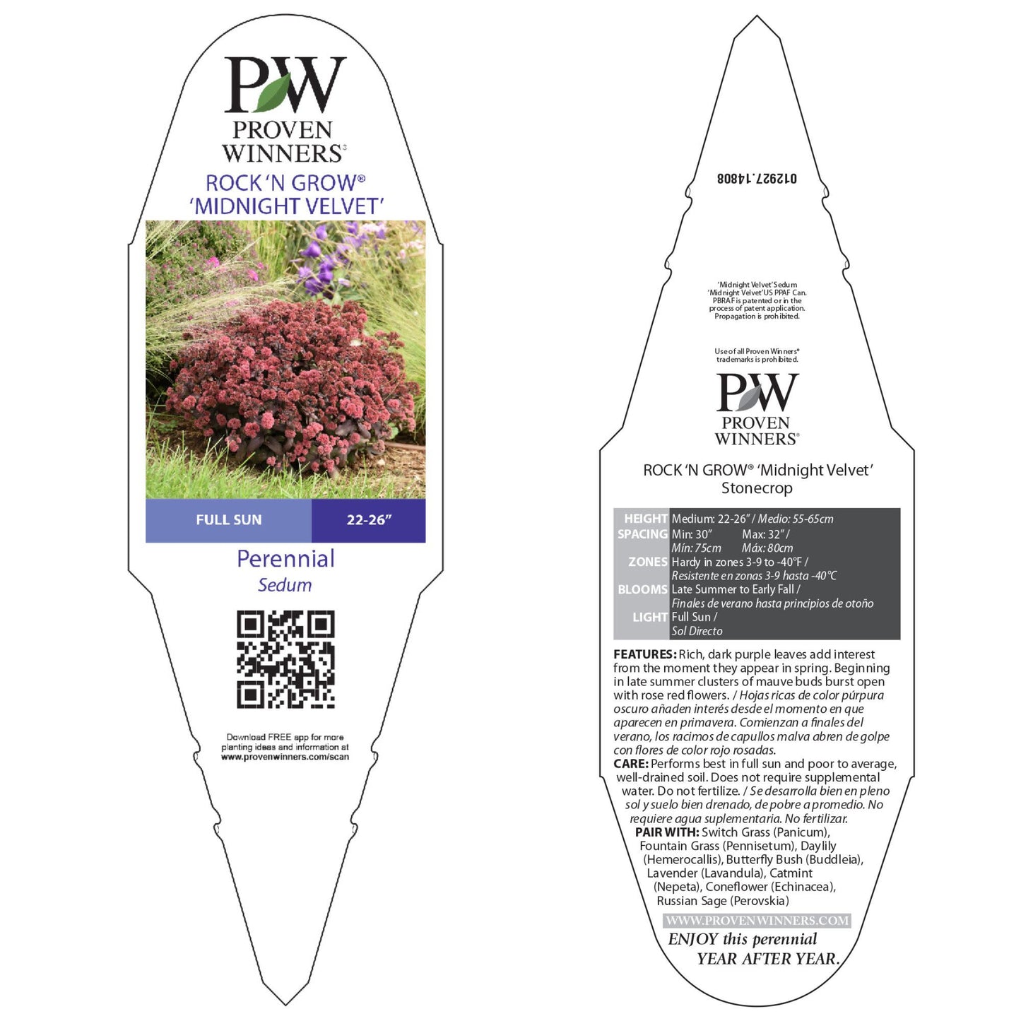 Rock 'N Grow® 'Midnight Velvet' Stonecrop (Sedum)