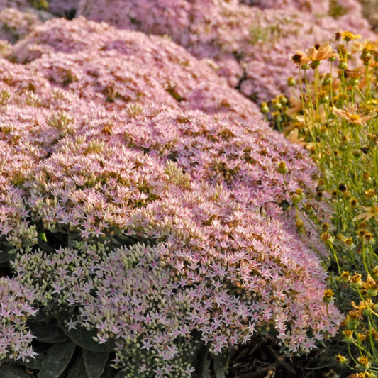 Rock 'N Round® 'Pure Joy' Stonecrop (Sedum hybrid)