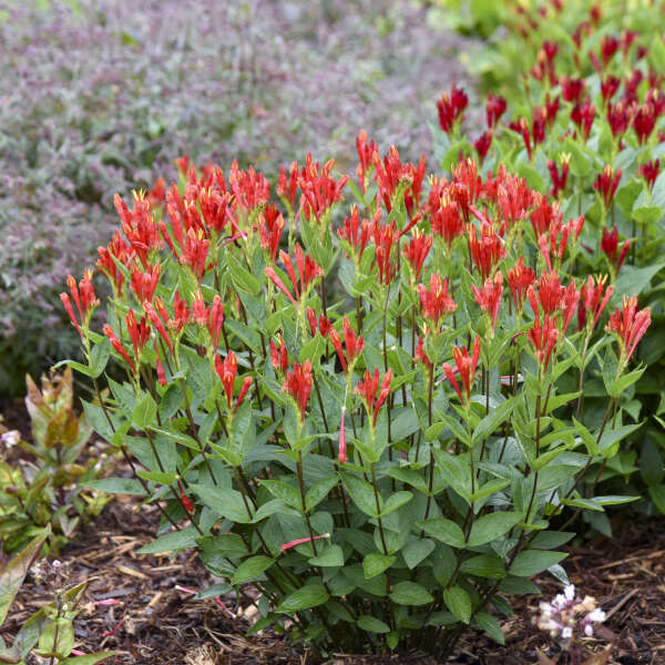 'Orange Slices' Indian Pink (Spigelia marilandica) | Proven Winners® New Variety 2025