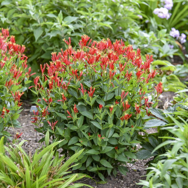 'Orange Slices' Indian Pink (Spigelia marilandica) | Proven Winners® New Variety 2025