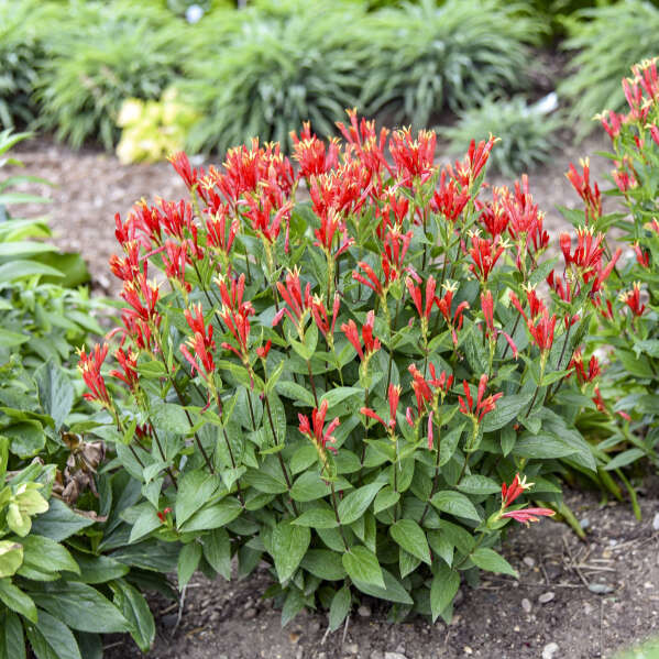 'Orange Slices' Indian Pink (Spigelia marilandica) | Proven Winners® New Variety 2025