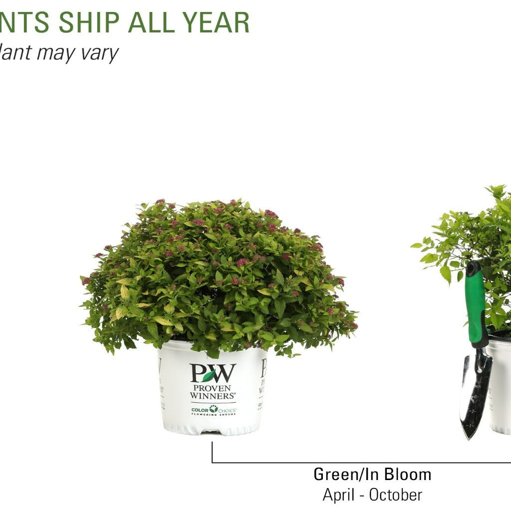 Double Play Gold Spirea in various life stages.