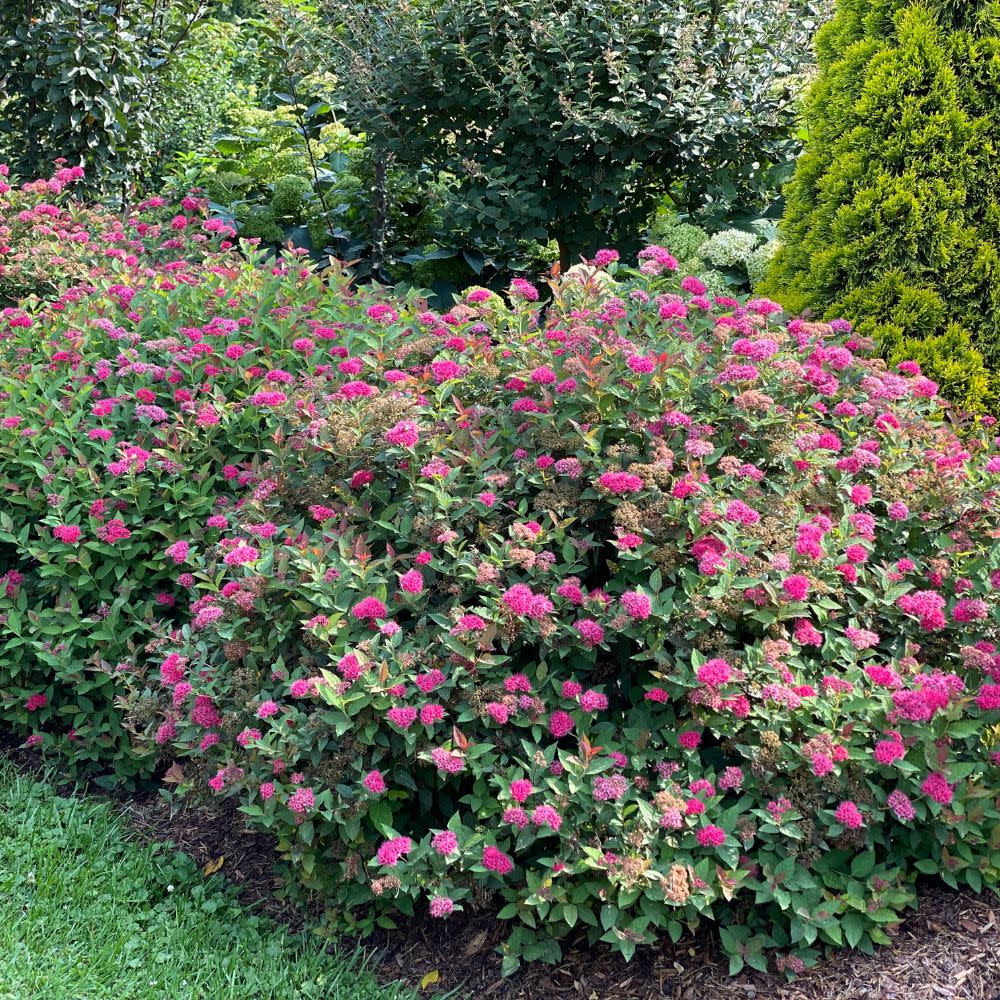 Double Play Doozie® Spirea (Spiraea x)