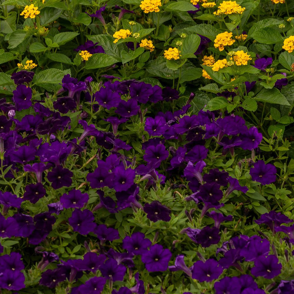 Supertunia® Royal Velvet® Petunia (Petunia hybrid)