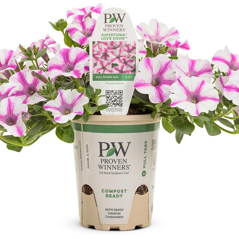 Supertunia Lovie Dovie Supertunia Lovie Dovie Petunia in container.