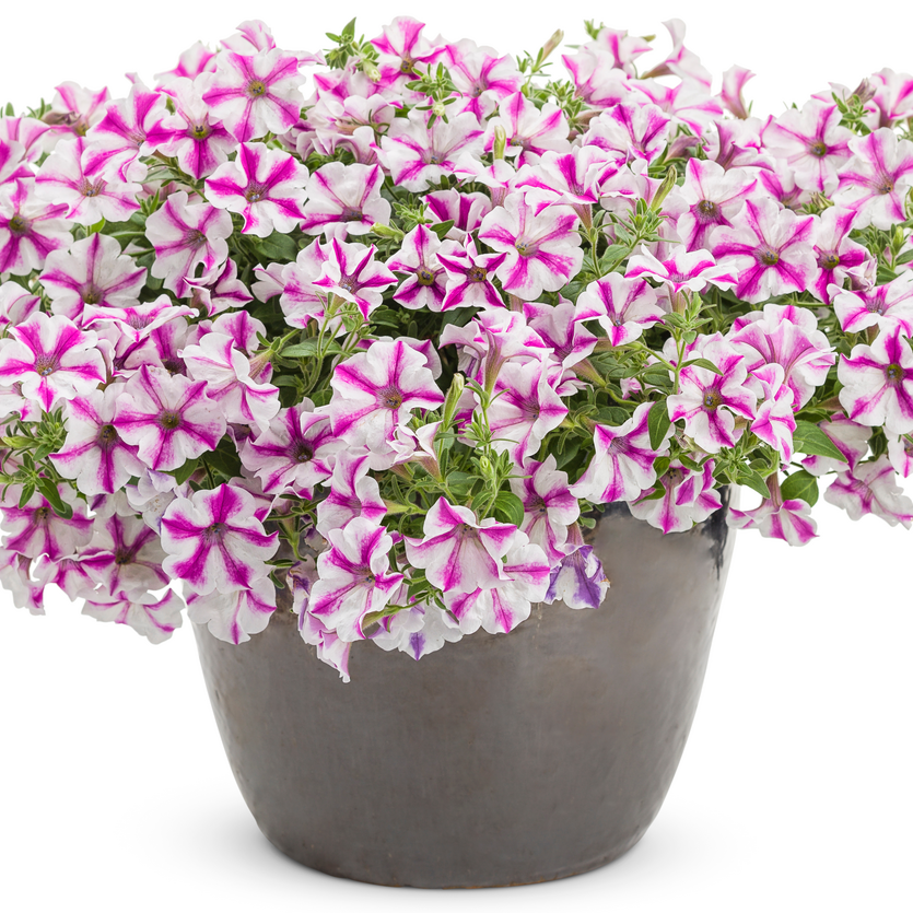 Supertunia Lovie Dovie Supertunia Lovie Dovie Petunia in use.