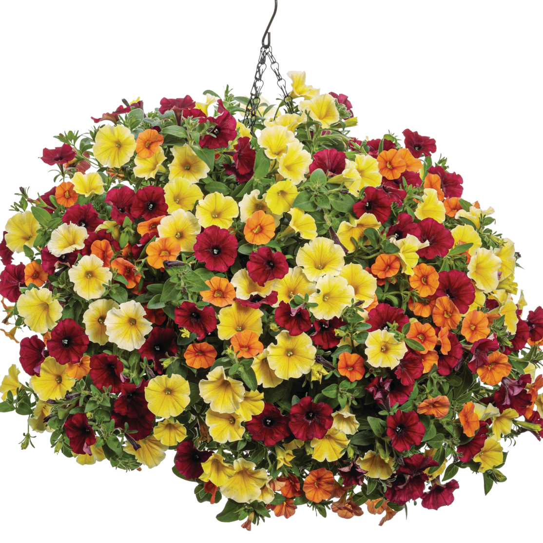 Supertunia Saffron Finch Petunia in use.