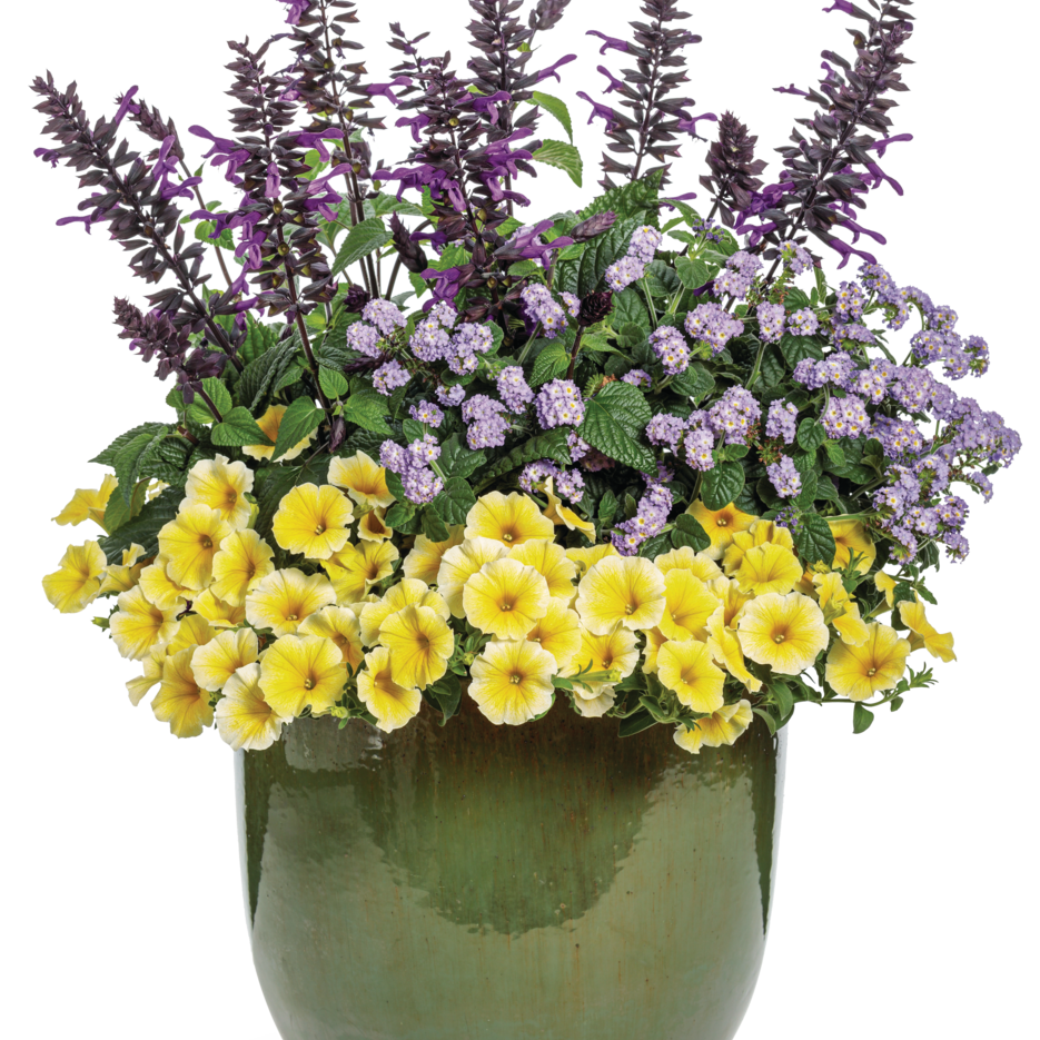 Supertunia Saffron Finch Petunia in use.