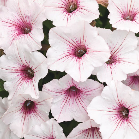 Supertunia Vista® Silverberry Petunia (Petunia hybrid)