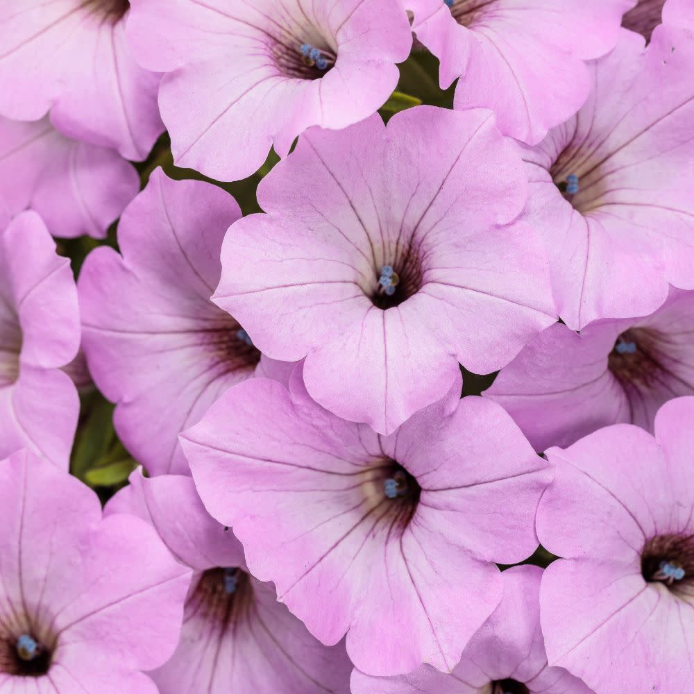 Petunia | Supertunia Vista® Cool Jazz™ | Proven Winners® Annuals