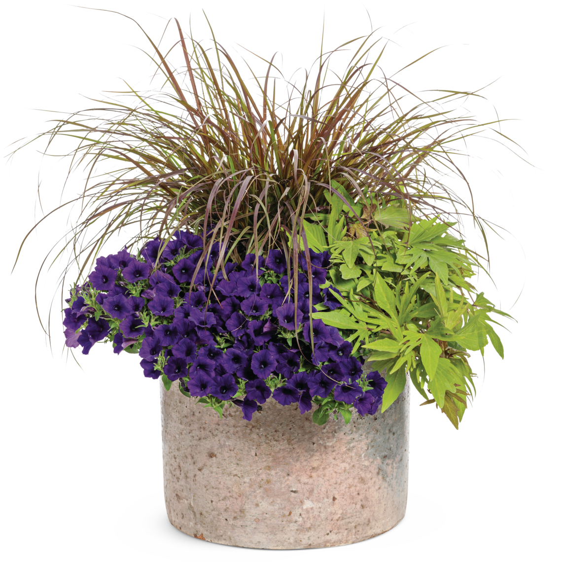 Supertunia Mini Vista Ultramarine Petunia in use.