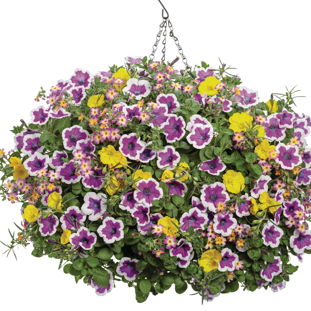 Supertunia Hoopla Vivid Orchid Petunia in use.