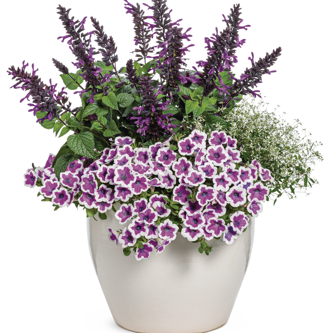 Supertunia Hoopla Vivid Orchid Petunia in use.