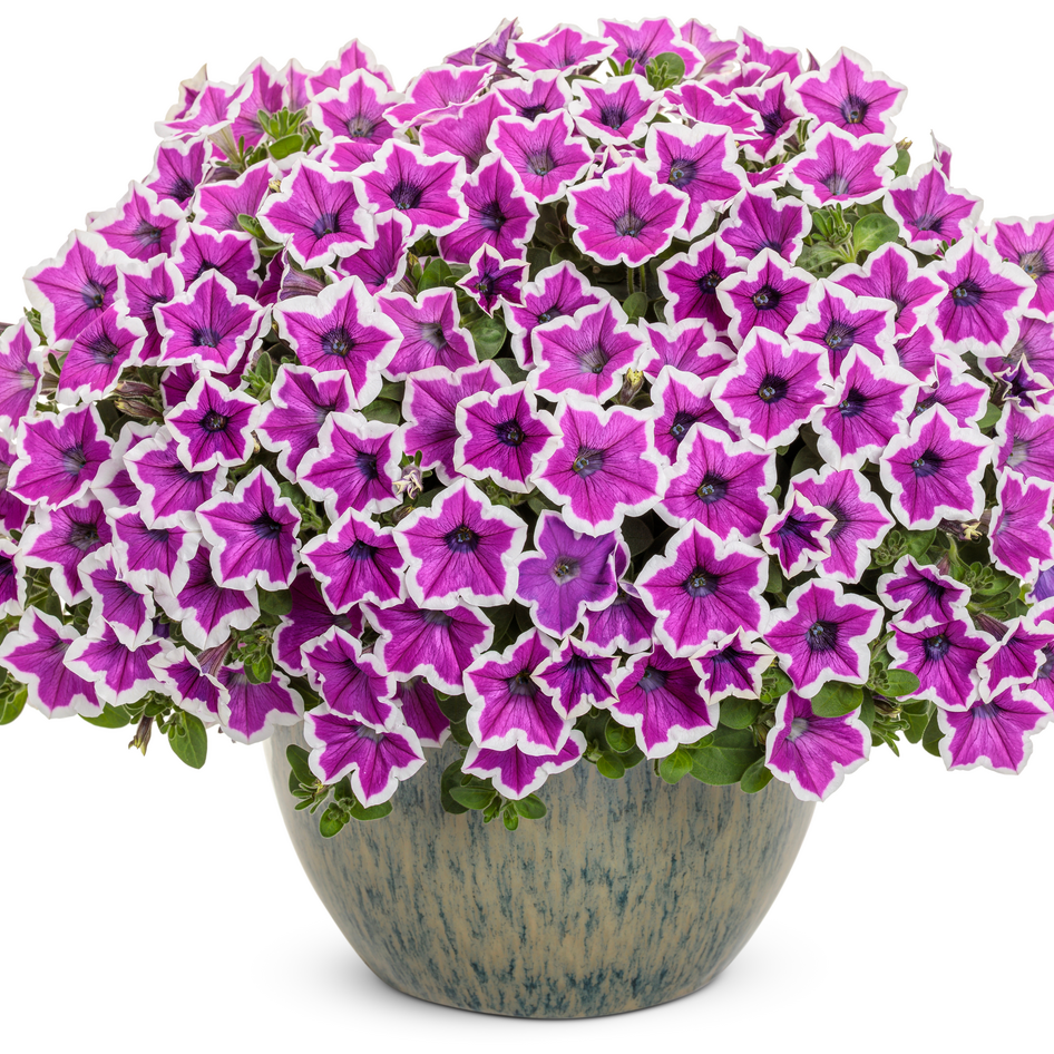 Supertunia Hoopla Vivid Orchid Petunia in use.
