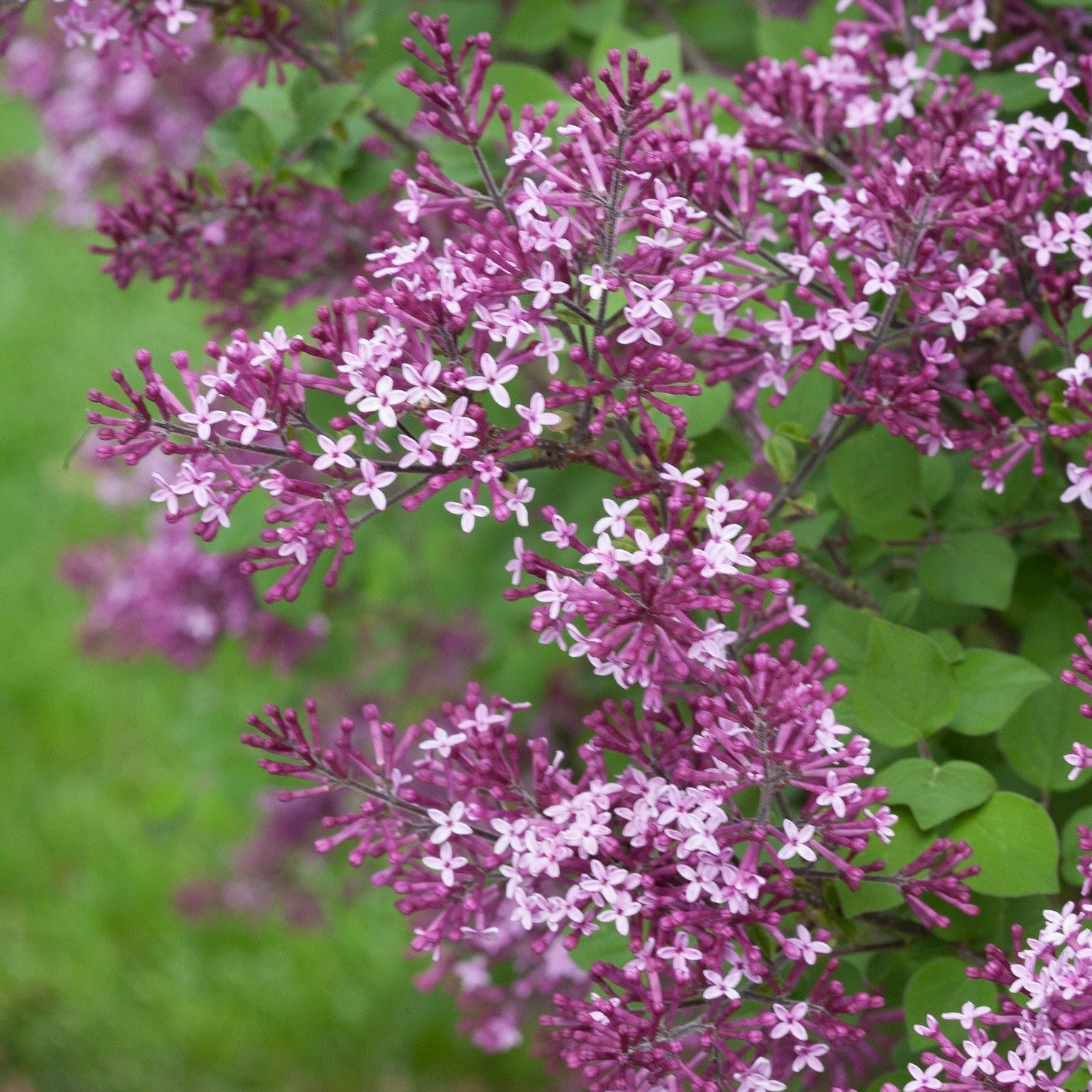 Bloomerang Dark Purple Reblooming Lilac up close.